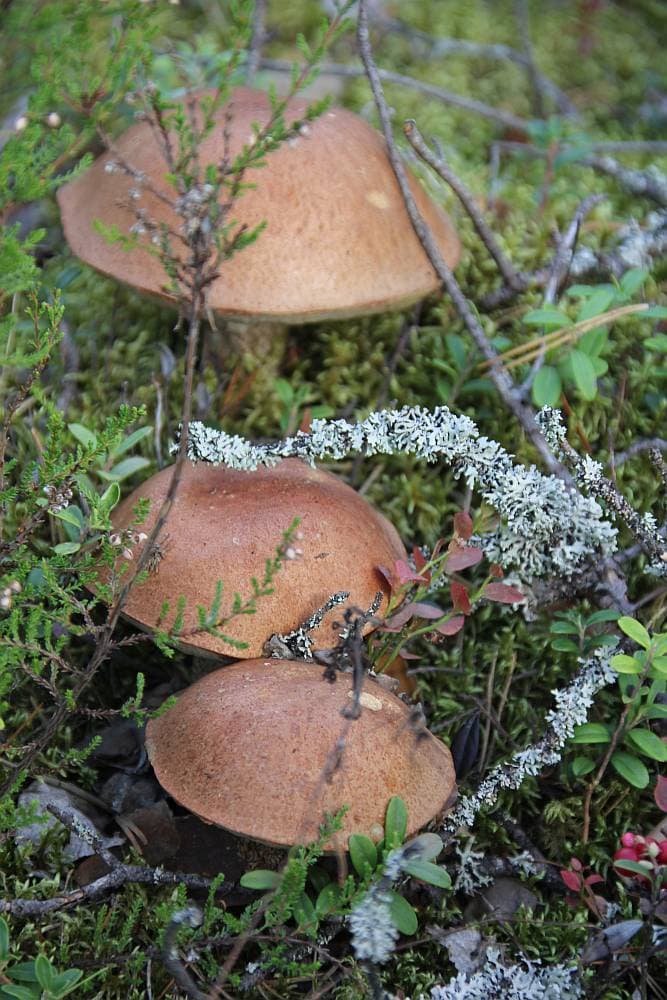 mushrooms_sienia