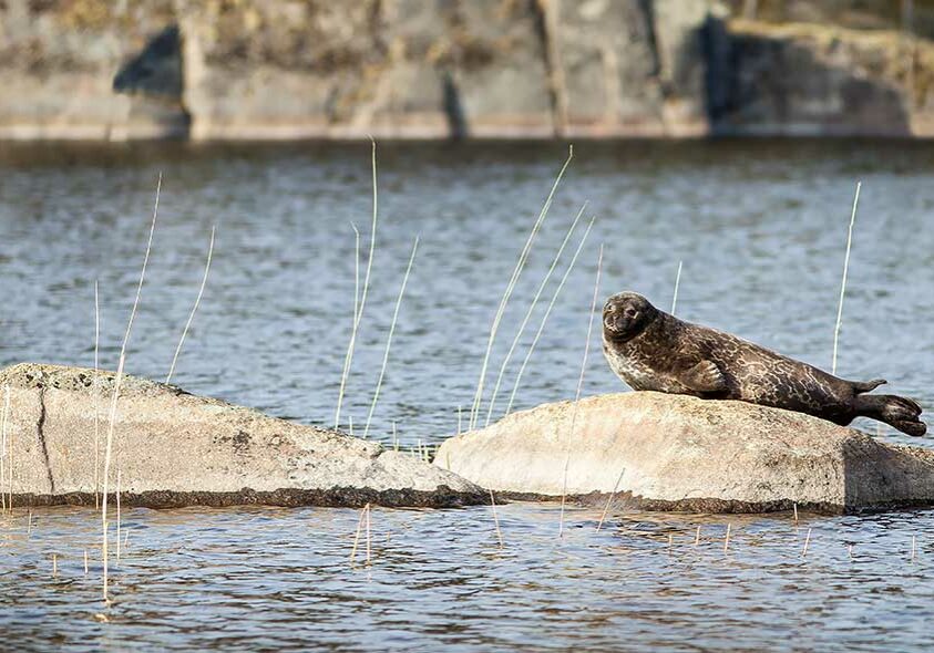 Linnansaari_Luonto_NorppaKivella_VesaNikkanen_1050x590